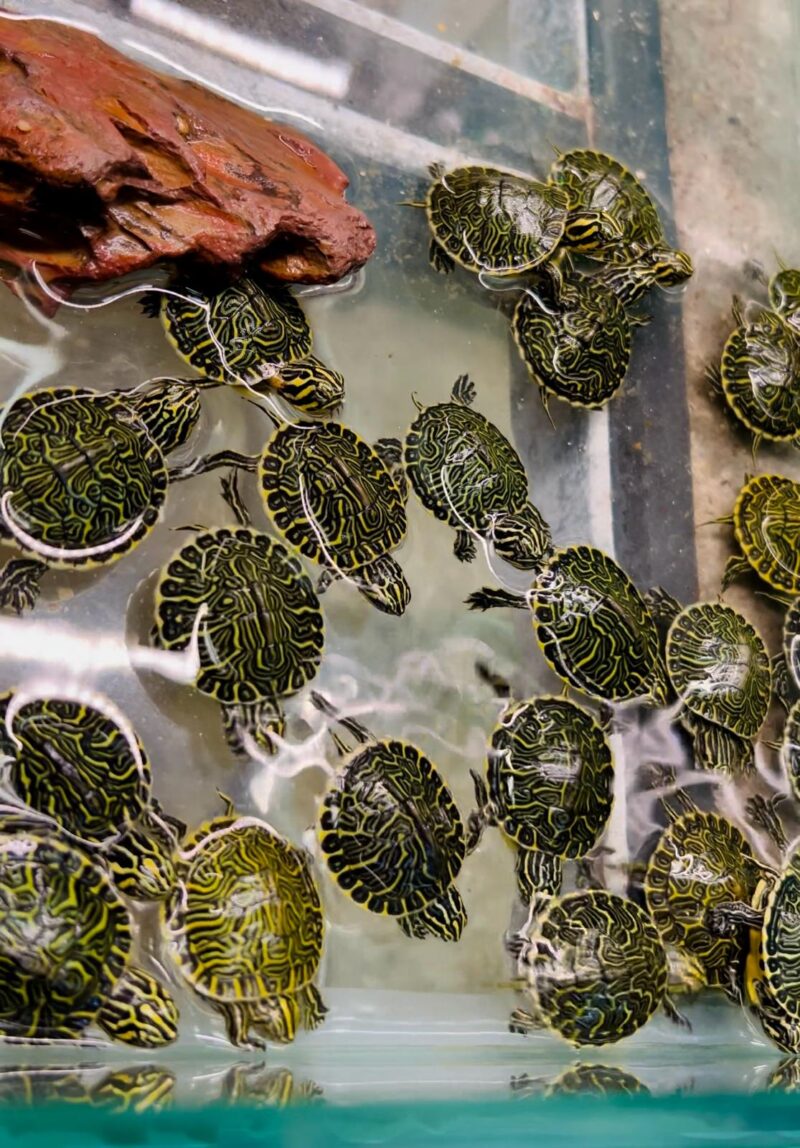 (R3900) TARTARUGHINE BABY - PSEUDEMYS PENINSULARIS GREEN - immagine 3