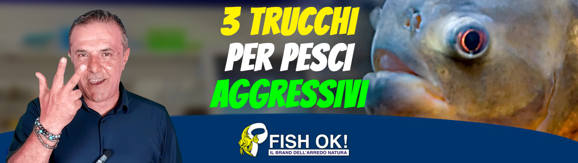 3 trucchi per pesci aggressivi