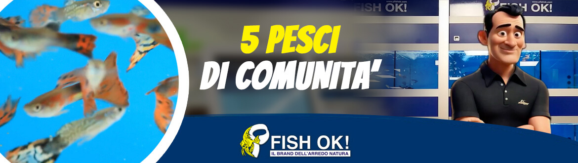 5 pesci di comunità