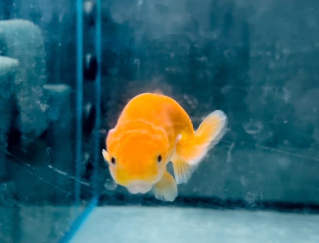 (OR7) ORIFIAMMA RANCHU GOLD 4-5CM - immagine 4