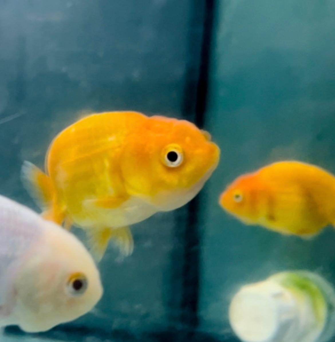 (OR7) ORIFIAMMA RANCHU GOLD 4-5CM - immagine 2