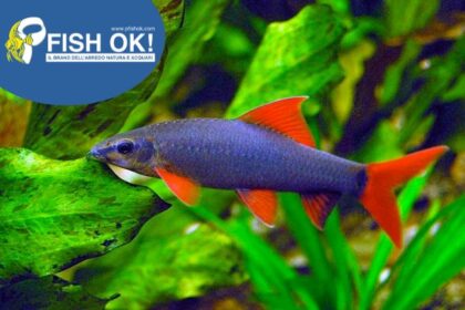 (PTL900L) LABEO MIX COLOR BGK