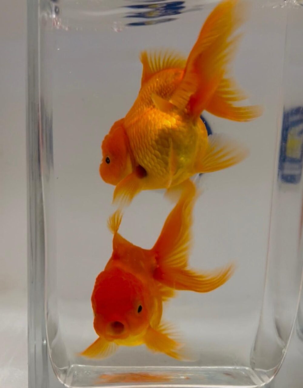 (FW16010RF) ORIFIAMMA (ORANDA) TESTA DI LEONE RED FIRE 11-13CM – Fish Ok!