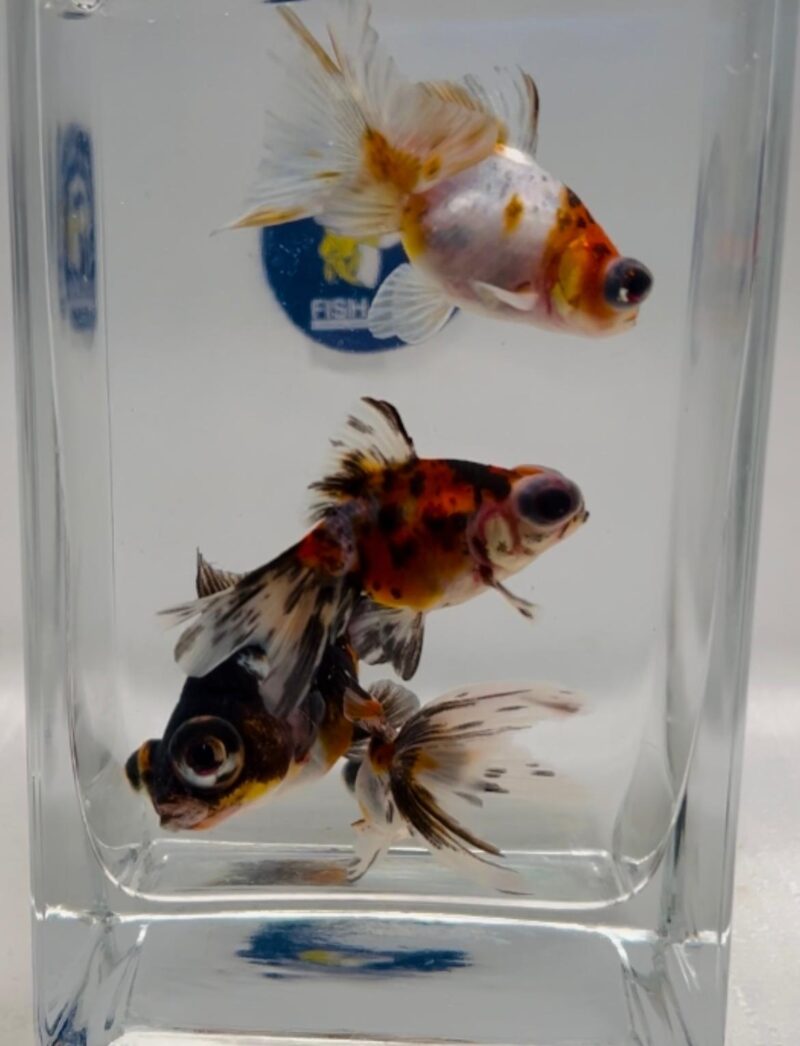 (FW16204CL) ORIFIAMMA OCCHI TELESCOPICI CALICO 5-6CM - immagine 4