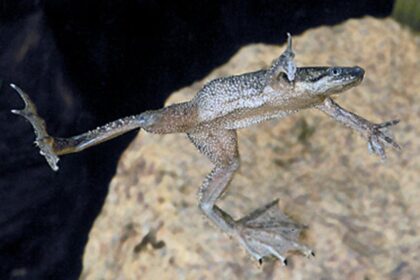 (FOK18006) HYMENOCHIRUS BOETTGERI
