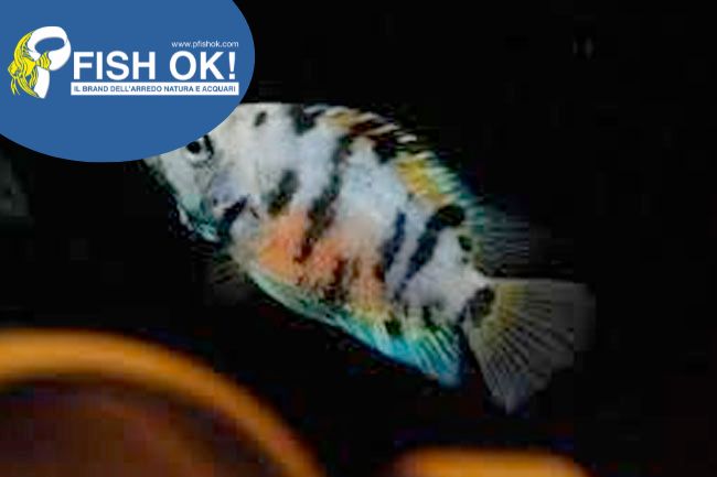 (KB-PTL691551) CICHLASOMA NIGROFASCIATUM MARBLE 1 kit da 10 pz. cad. euro 4,49