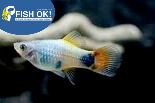 (KB-PTL69672L) XIPHOPHORUS MACUL. BLUE MICKEY MOUSE 1 kit da 15 pz. cad. euro 3,07