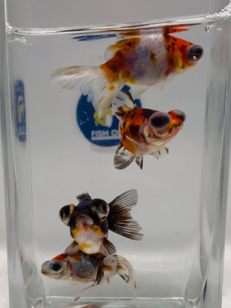(FW16204CL) ORIFIAMMA OCCHI TELESCOPICI CALICO 5-6CM