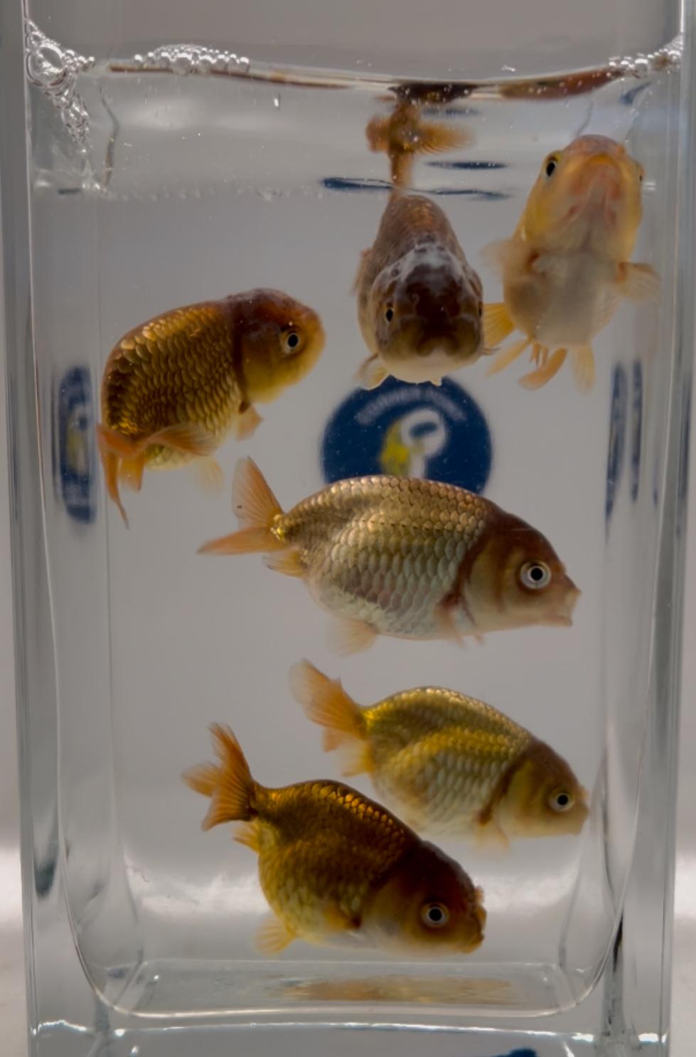 (OR8) ORIFIAMMA RANCHU BRONZE 4-5CM - immagine 2
