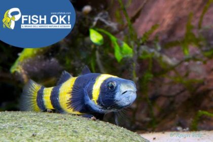 (PTL-TW002) BRACHYGOBIUS DORIAE