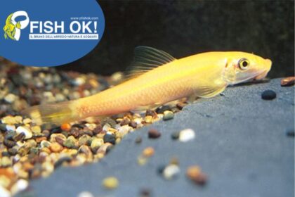(PTLTM101) GYRINOCHEILUS AYMONIERI GOLD
