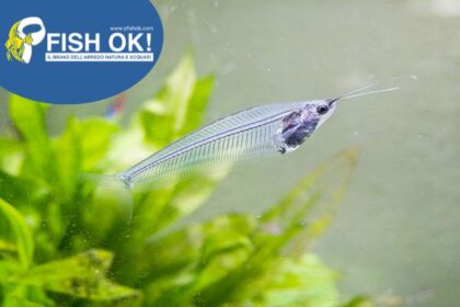 (PTL-TM303) KRYPTOPTERUS BICIRRHIS