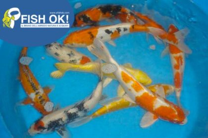 (FW13808) KOI CARP ISRAEL MIX PINNE A VELO 8-11
