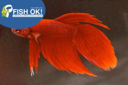 (PTL-TE410) BETTA SPLENDENS MASCHI RED - TH