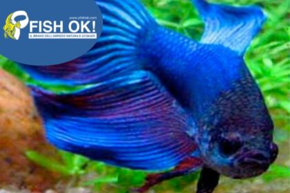 (PTL-TE407) BETTA SPLENDENS MASCHI BLU - TH