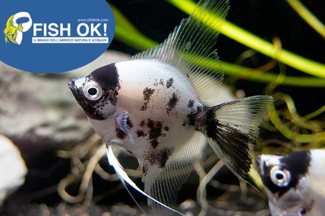 (KB-PTL691577) PTEROPHYLLUM SCALARE PANDA 1 kit da 5 pz. cad. euro 7,55