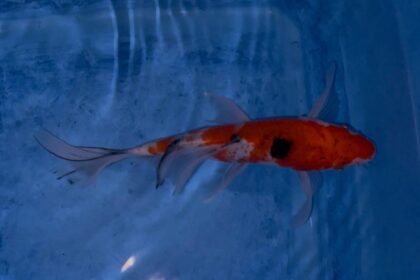 (FWTV318-1) CARPA KOI KOHAKU - PINNE VELO 18 CM