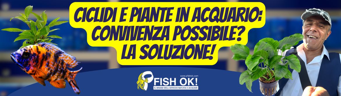 Ciclidi e Piante in Acquario: Convivenza Possibile? La Soluzione!