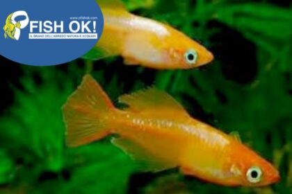 (KB-PTL692436) ORYZIAS LATIPES -MEDAKA-ORANGE 1 kit da 6 pz. cad. euro 4,49