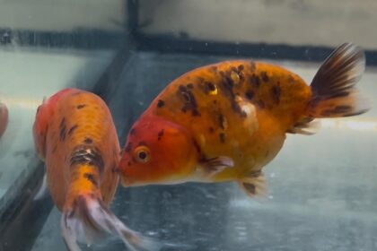 (FW14609C) ORIFIAMMA RANCHU CALICO XL 9-11CM