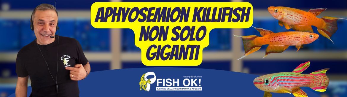 Pesci africani in miniatura: tutto quello che devi sapere sui KILLIFISH