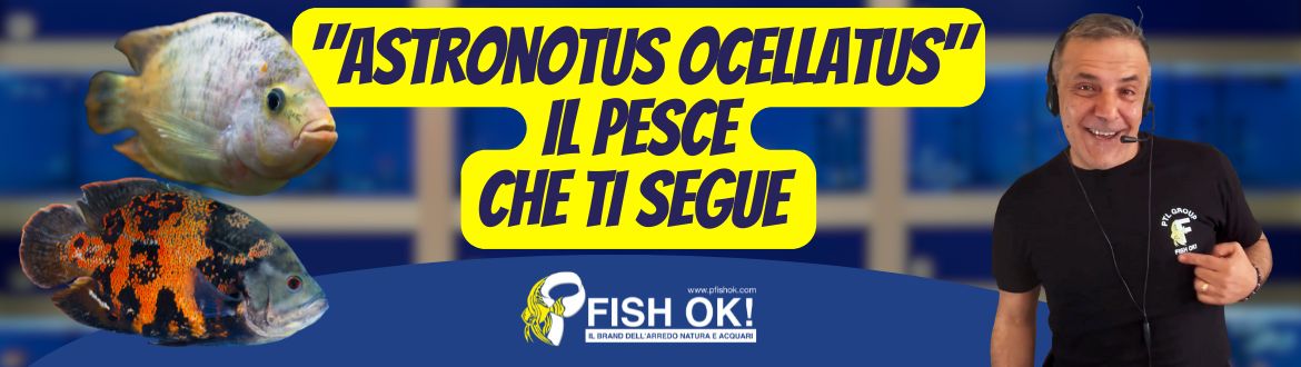 Astronotus Ocellatus (Oscar): il Gigante Intelligente dell’Acquario Guida Completa