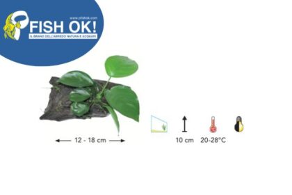 (P0262) LEGNO WOOD SMALL CON ANUBIAS