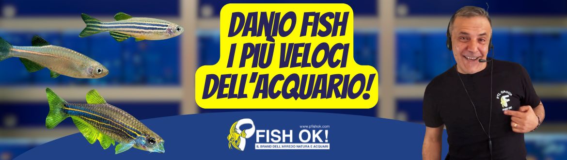 I Danio Fish: i pesci più veloci del mondo! Gli Speedy Gonzales dell’acquario