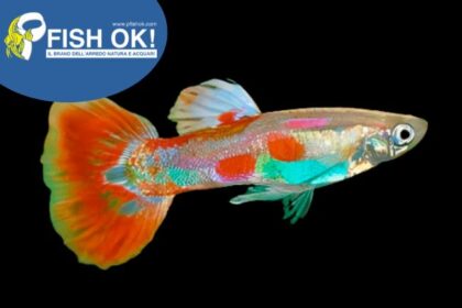 (FOK43735) P. GUPPY ISRAEL MASCHI PIGEON BLOOD