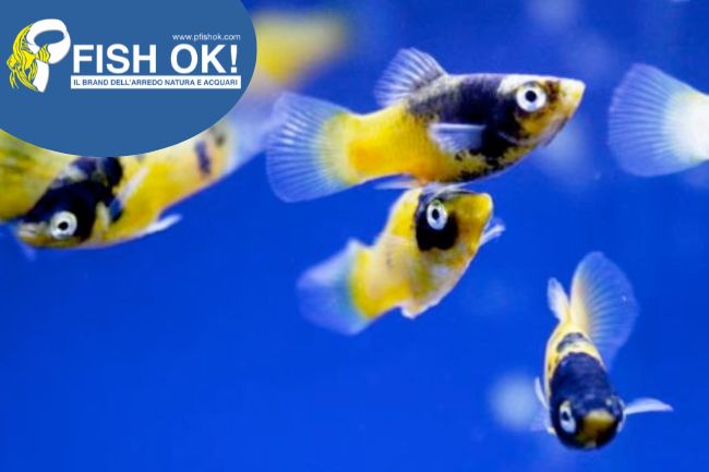 (KB-PTL69674L) XIPHOPHORUS MACUL. BUMBLE BEE 1 kit da 15 pz. cad. euro 3,07