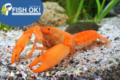 (FOK2952) CHERAX HOLTHUISI - FAIR RED
