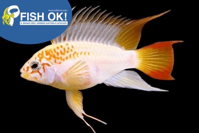 (KB-PTL691581) APISTOGRAMMA SP.VIEJETA GOLD 1 kit da 4 pz. cad. euro 11,33