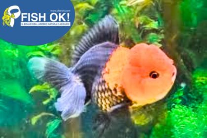 (FW175) ORANDA TRICOLOR 9-10 CM
