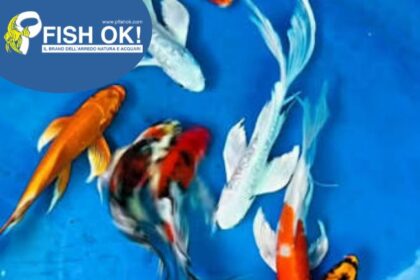(FW13808) KOI CARP ISRAEL MIX PINNE A VELO 8-11