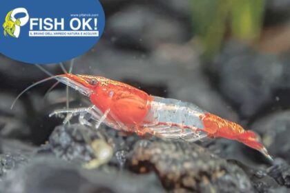 (FOKAZ11) NEOCARIDINA THAI RED FIRE