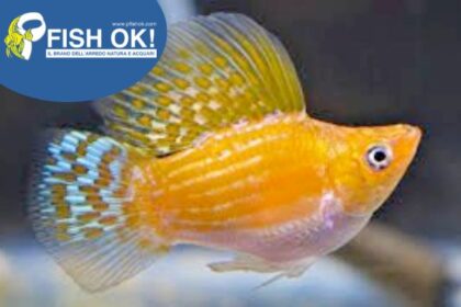 (PTL-T072) P. SPH.BALLOON MOLLY ORANGE