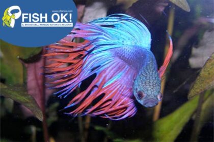 (PTL-TE703B) BETTA SPL. IMPERATOR BLUE TH