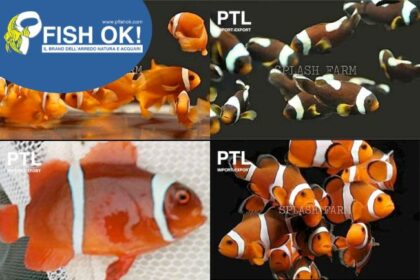 (PTLMC80100) AMPHIPRION PESCI PAGLIACCIO MIX