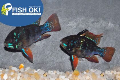 (FOK1559L) PAPILIOCHROMIS RAMIREZI BLACK