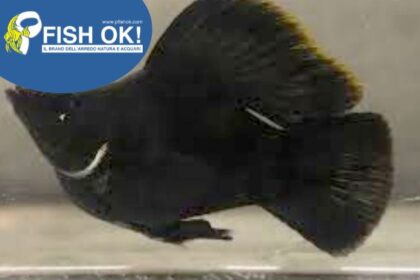 (PTL-T074) POECILIA SPH.BALLOON MOLLY BLACK