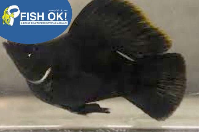 (PTL-T074) POECILIA SPH.BALLOON MOLLY BLACK