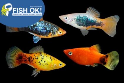 (PTL70130) X. MACUL. PLATY ISRAEL MIX