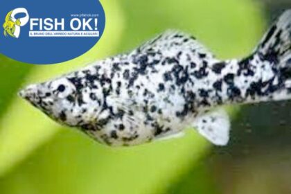 (FOK30735D) MOLLY DALMATA ISR