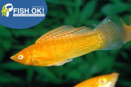 (FOK30735G) MOLLY GOLD ISR