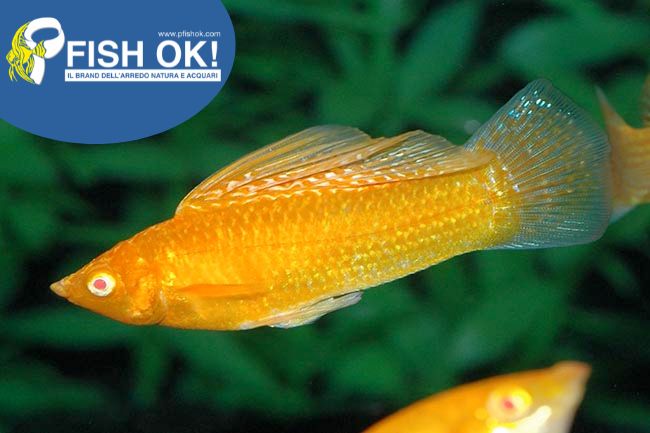 (FOK30735G) MOLLY GOLD ISR