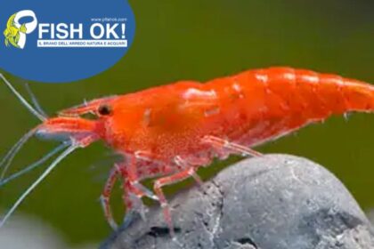 (FOKAZ11) NEOCARIDINA THAI RED FIRE
