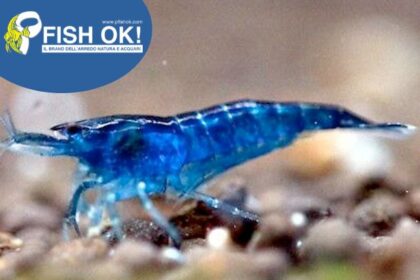 (FOKAZ12B) NEOCARIDINA THAI BLUE