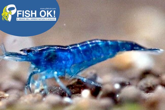 (FOKAZ12B) NEOCARIDINA THAI BLUE