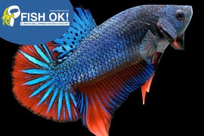 (FOKE024) BETTA SPL. MALES GIANT WILD GRADO A
