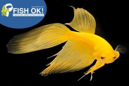(FOKE009) BETTA SPL. MALES YELLOW GOLD